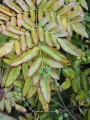 Osmunda japonica
