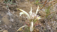 Castilleja mexicana