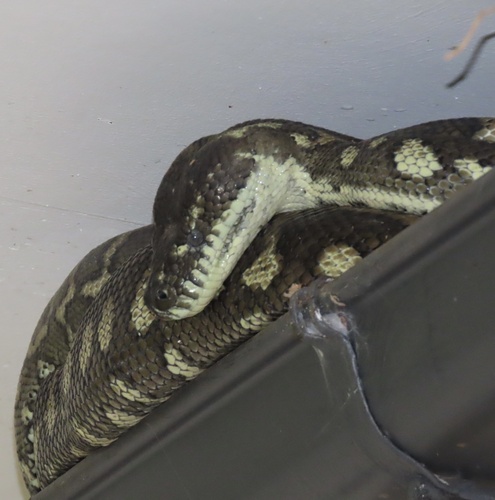 Coastal Carpet Python sighting