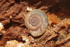 Vallonia perspectiva