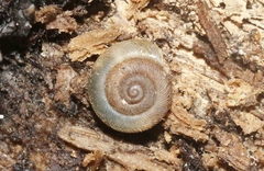 Vallonia perspectiva