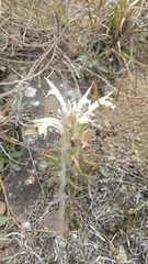 Castilleja mexicana