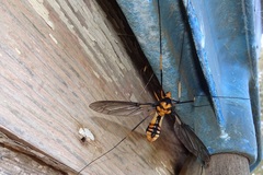 Leptotarsus imperatorius