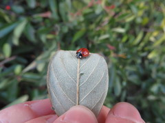 Coccinella californica