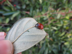 Coccinella californica