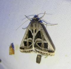 Callistege intercalaris