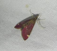 Pyrausta grotei