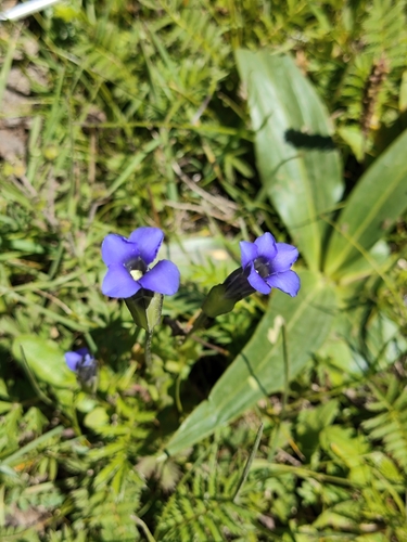 Gentianopsis contorta iNat (3)