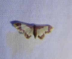 Idaea basinta