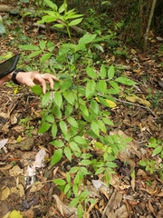 Rubus queenslandicus