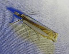 Crambus harrisi