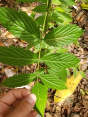 Rubus queenslandicus