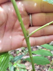 Rubus queenslandicus