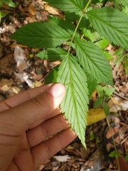 Rubus queenslandicus