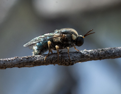 Panops conspicuus