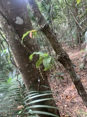 Peristeranthus hillii