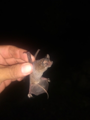 Nyctinomops laticaudatus