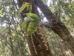 Peristeranthus hillii