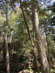 Ficus congesta