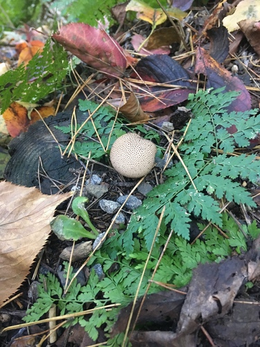 Lycoperdaceae