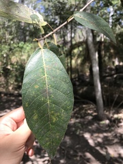 Ficus congesta