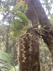 Peristeranthus hillii