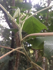 Macaranga involucrata