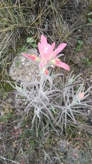 Castilleja lanata