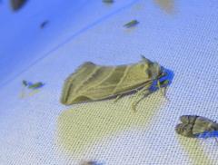 Plagiomimicus tepperi