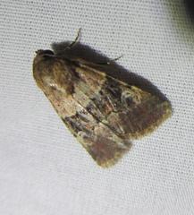 Properigea continens