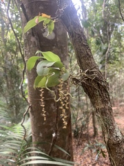 Peristeranthus hillii