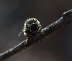 Panops conspicuus