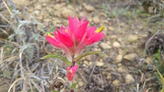 Castilleja scorzonerifolia