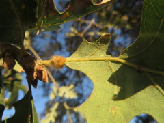 Druon fullawayi