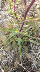 Castilleja scorzonerifolia