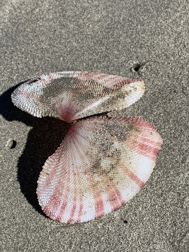 Scutarcopagia linguafelis observed 2025-08-19