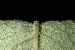 Silphium asteriscus asteriscus