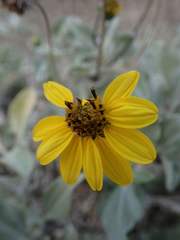 Helianthus niveus