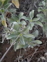 Helianthus niveus