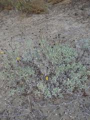 Helianthus niveus