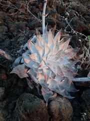 Dudleya anthonyi