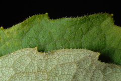 Silphium asteriscus asteriscus