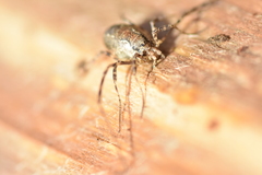 Oligolophus hanseni