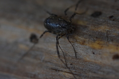 Oligolophus hanseni