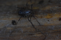 Oligolophus hanseni