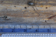 Oligolophus hanseni
