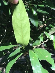 Schistocarpaea johnsonii