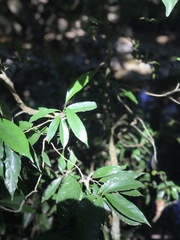 Schistocarpaea johnsonii