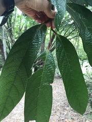 Cryptocarya mackinnoniana