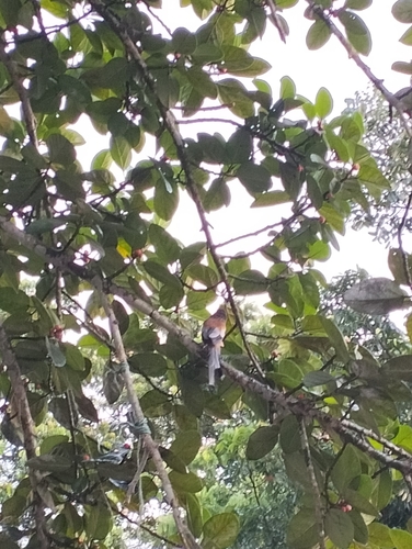 Rufous Treepie
